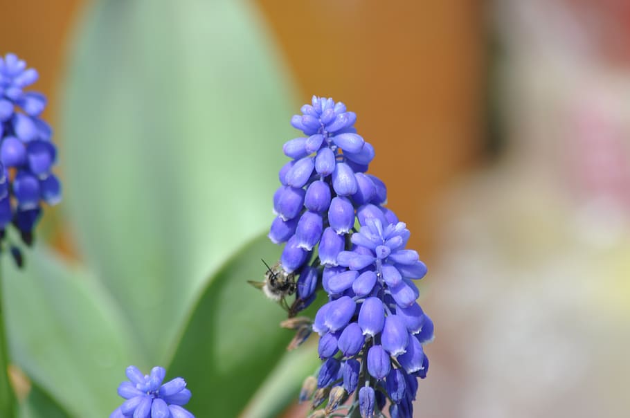 flower, supplies, macro, almost, romantic, flowers, nature HD wallpaper
