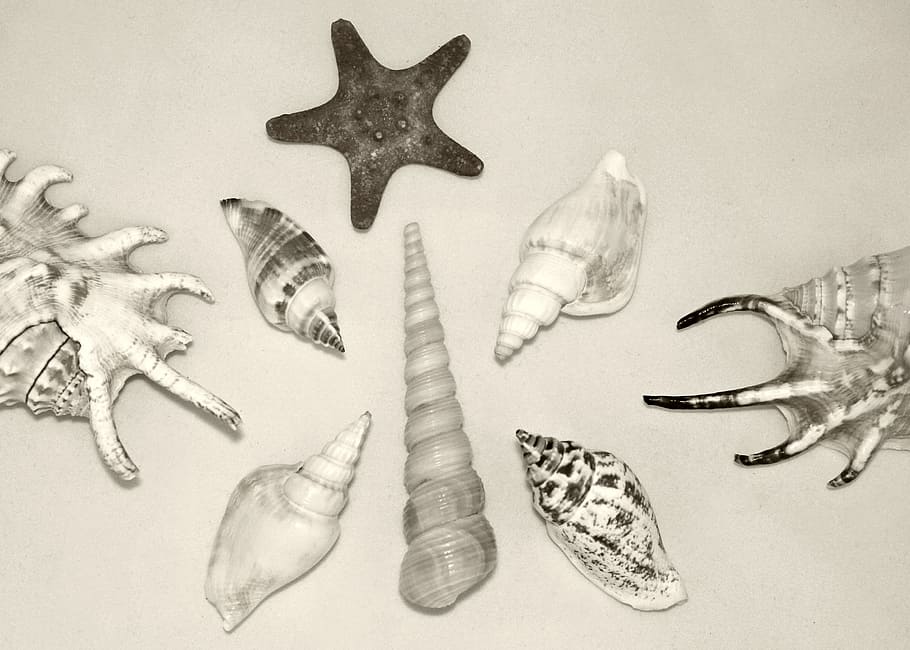 shell, seashells, starfish, different, around, assorted, stilllife HD wallpaper