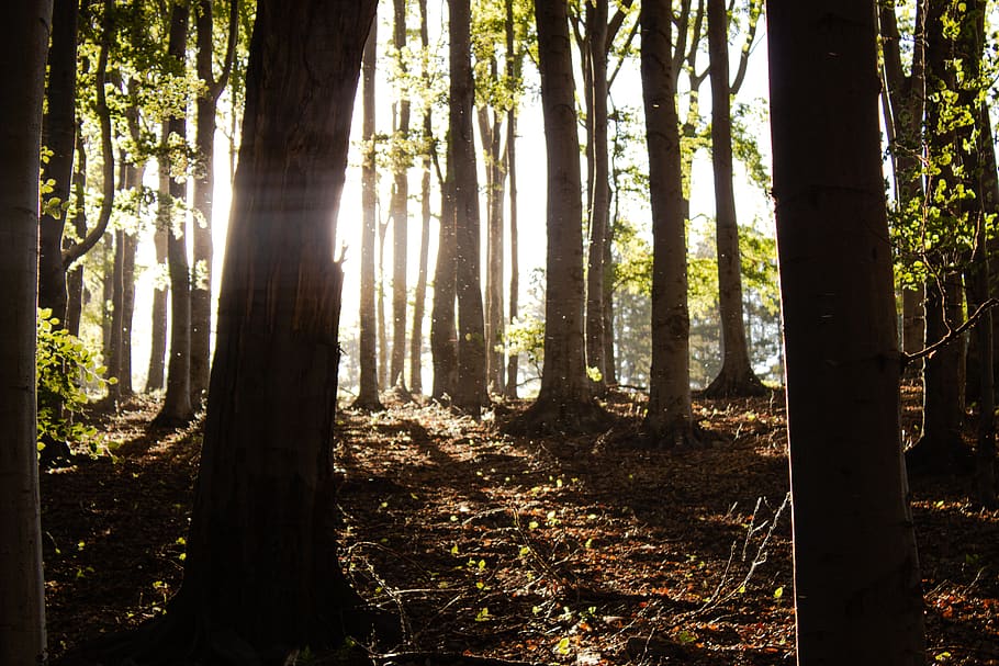 tree, trees, forest, light, sun, sunligh, ray, land, plant HD wallpaper