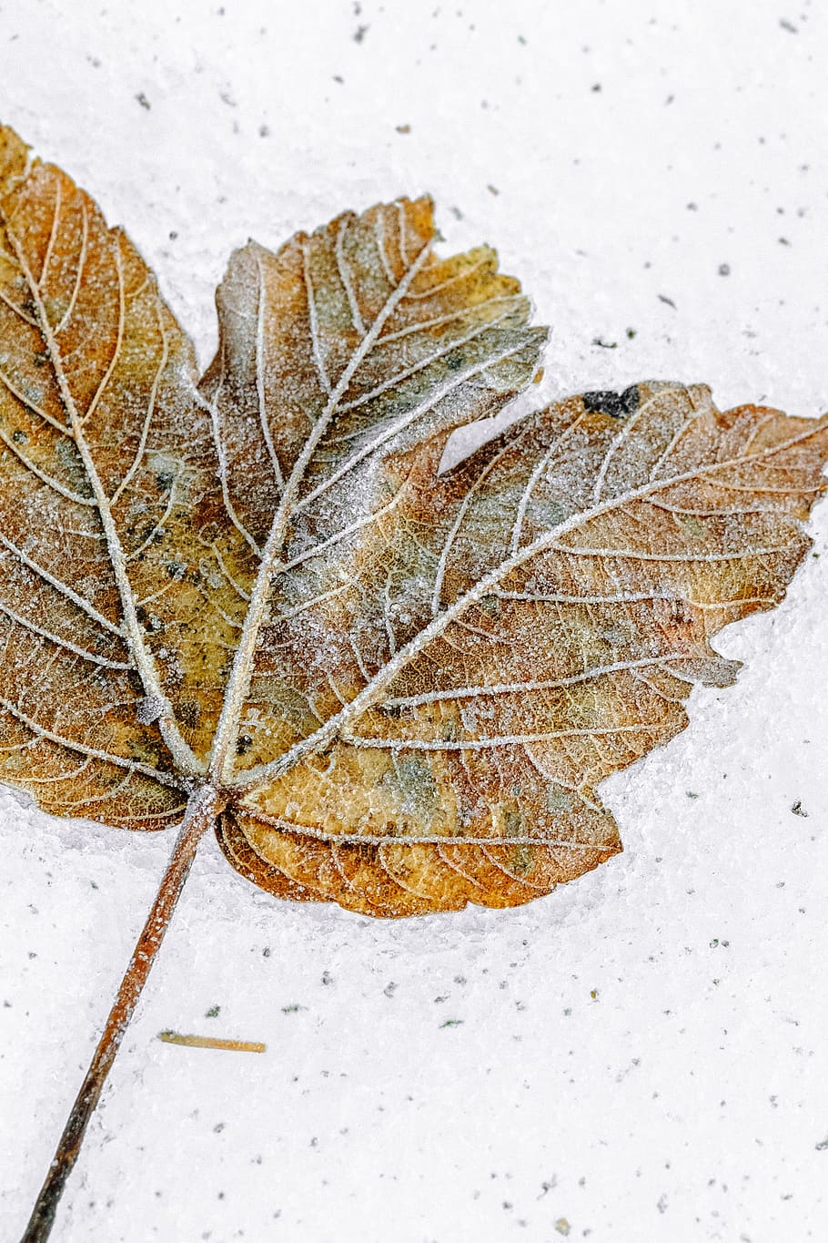 leaf, nature, tree, autumn, winter, snow, cold temperature HD wallpaper