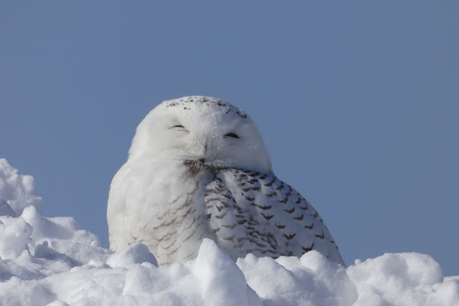 snowy owl snow, animal, winter, animal wildlife, animal themes, HD wallpaper