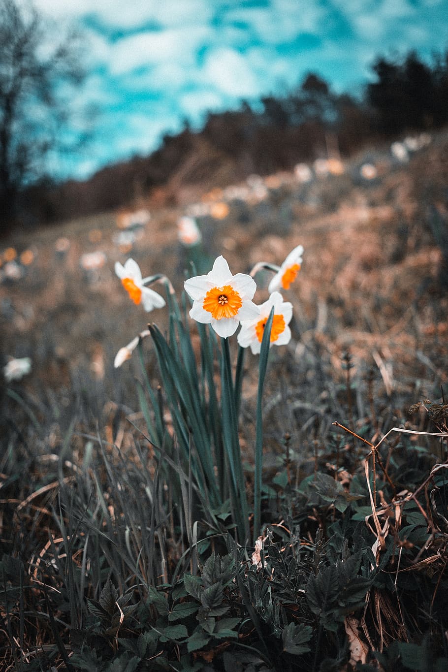 plant, flowering plant, freshness, fragility, growth, vulnerability HD wallpaper