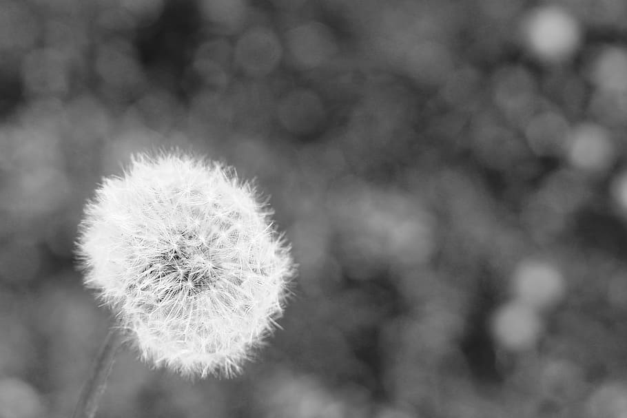 dandelion, flower, light, bokeh, lights, black and white, nature HD wallpaper