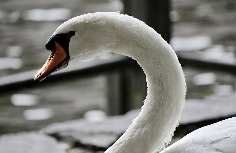 belgium, bruges, bird, animal themes, animals in the wild, one animal HD wallpaper