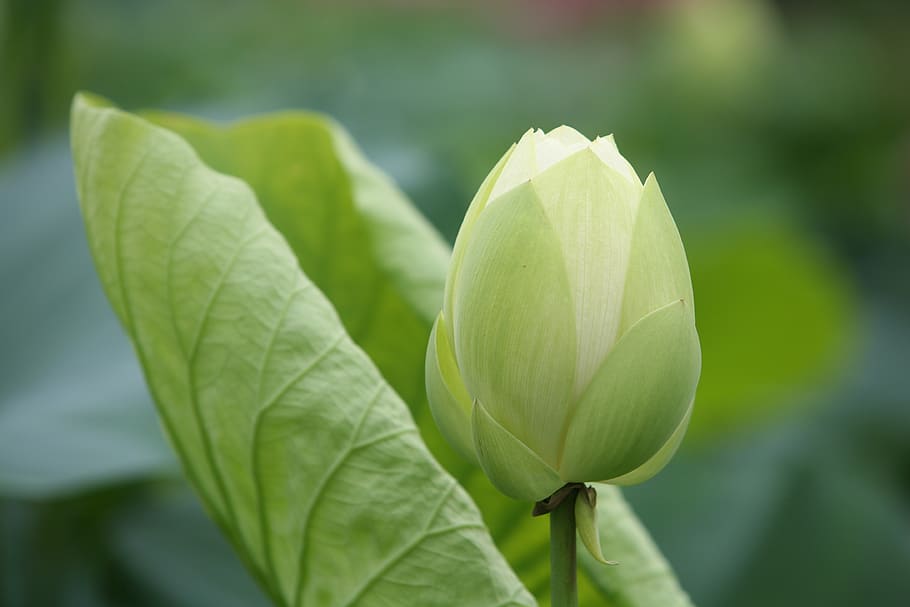 leaf, nature, plants, flowers, lotus leaf, white lotus, summer, HD wallpaper