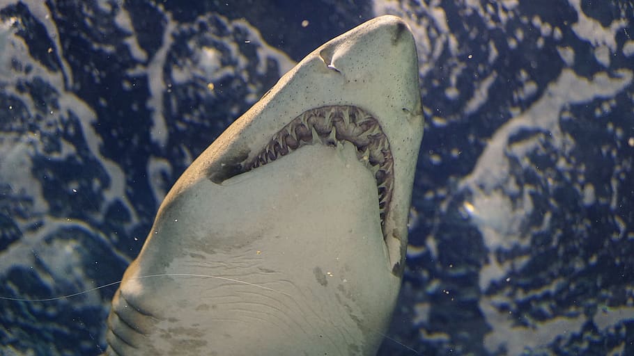 white shark, animal themes, one animal, sea, animal body part HD wallpaper