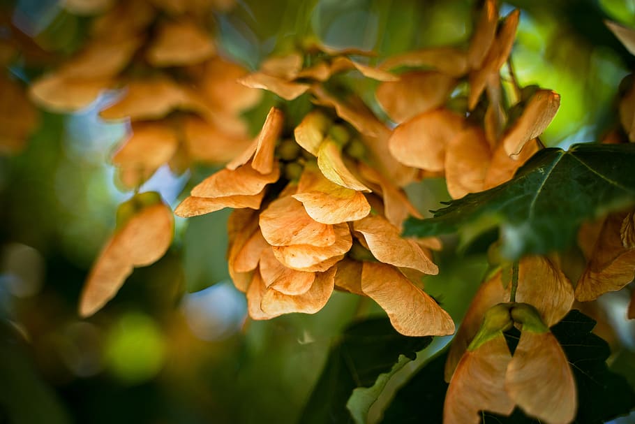 tree, seeds, withered, nose zwicker, maple, maple tree, maple seeds HD wallpaper