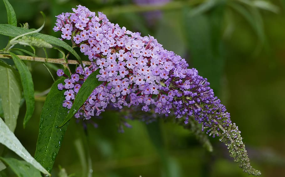 nature, forest, blossom, bloom, lilac, flower umbel, purple HD wallpaper