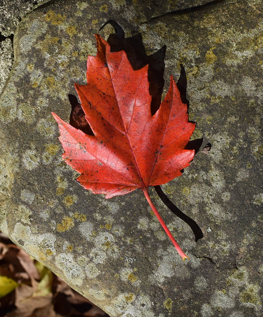 united states, oak ridge, sugar maple, red, colorful, rock, HD wallpaper