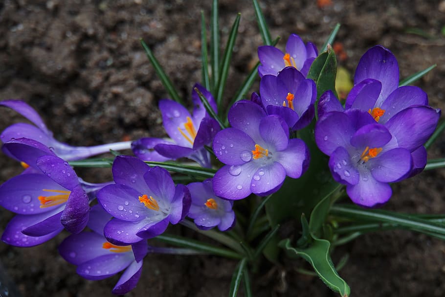 crocus, purple, spring, nature, plant, flowers, bloom, early bloomer HD wallpaper