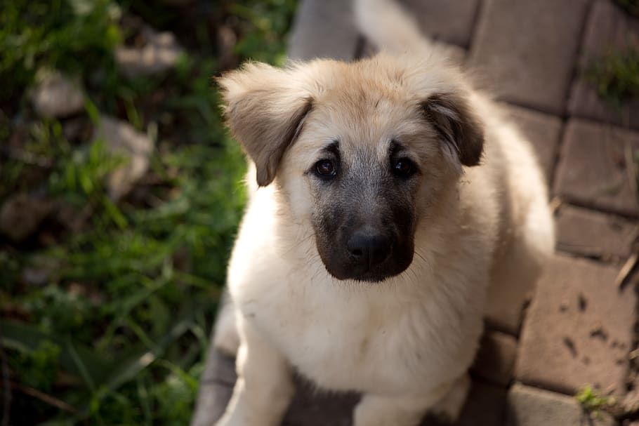 dog, dog face, domestic, one animal, domestic animals, pets HD wallpaper
