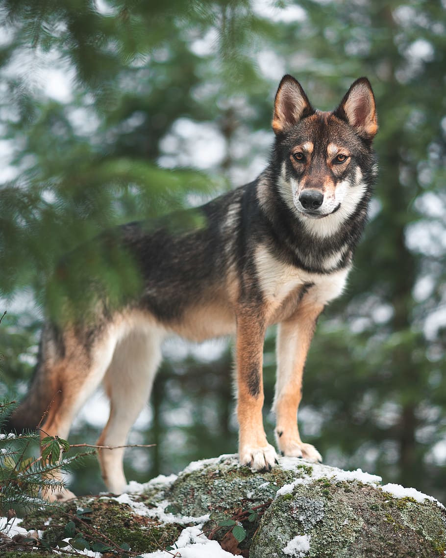 wolf standing on rock formation, dog, canine, animal, pet, mammal HD wallpaper