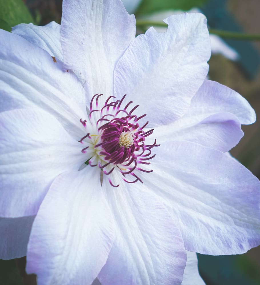 clematis, flower, closeup, spring, purple, flowering plant HD wallpaper