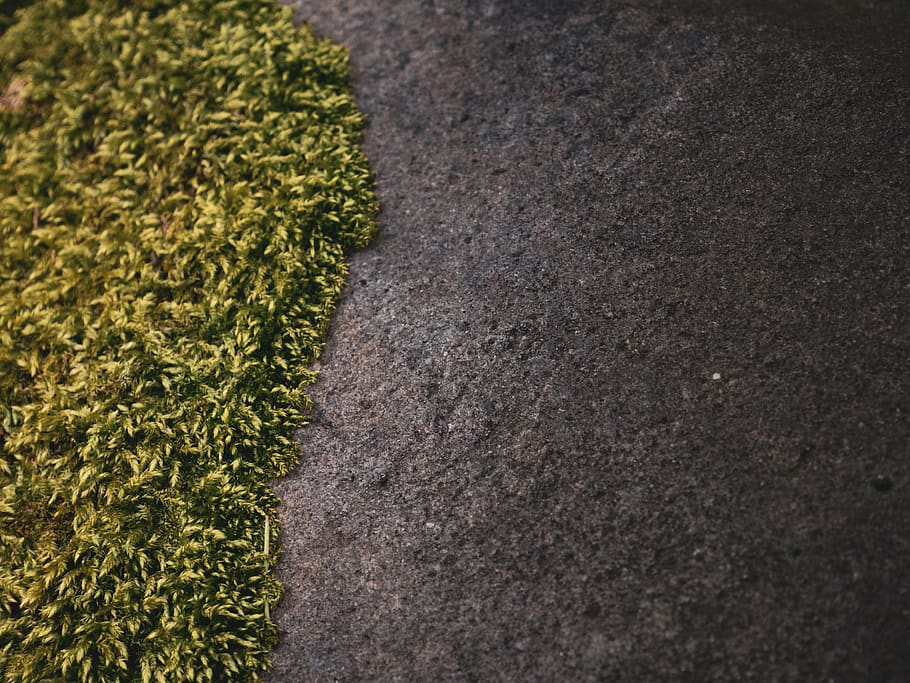 plant, moss, grass, vegetation, outdoors, field, texture, hedge HD wallpaper