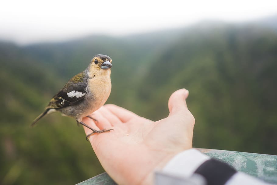 brown bird standing on person's palm, perch, bokeh, blur, cute HD wallpaper