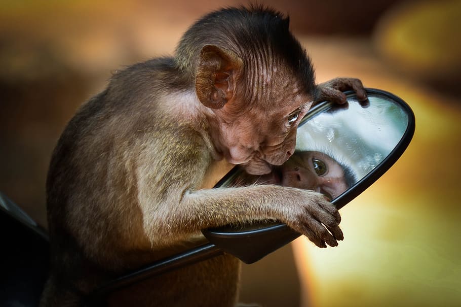 monkey, nature, primate, mammals, monkeys, reflection, smile HD wallpaper