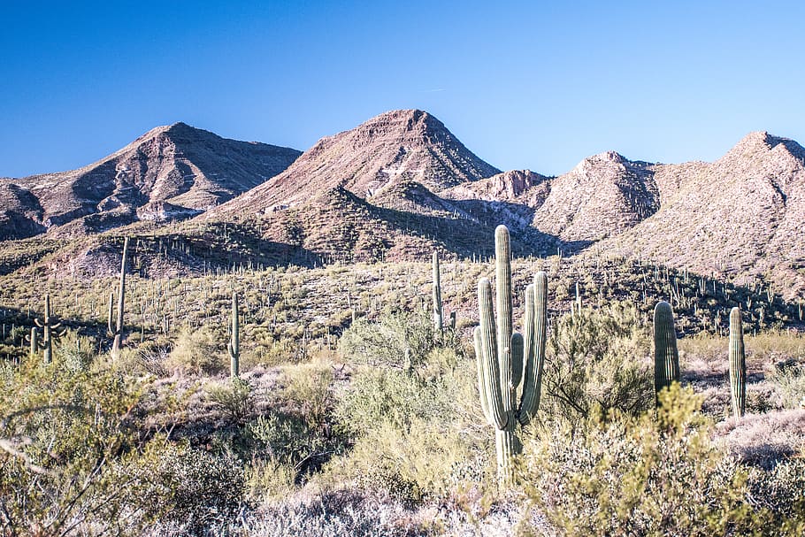 nature, green, gold, mountain, arizona, saguaro, cactu, desert, HD wallpaper