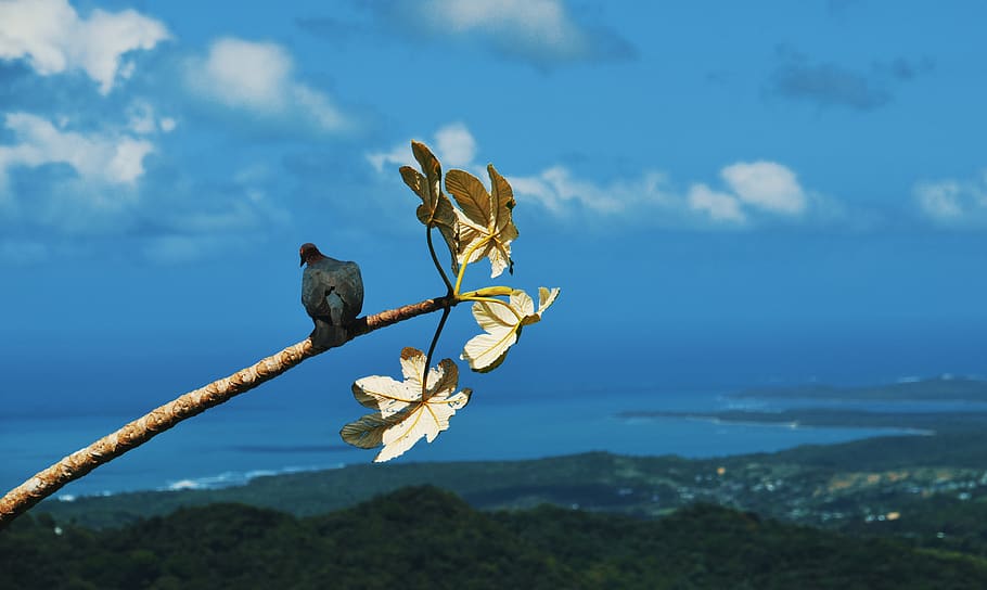 puerto rico, el yunque national forest, animal, animal themes