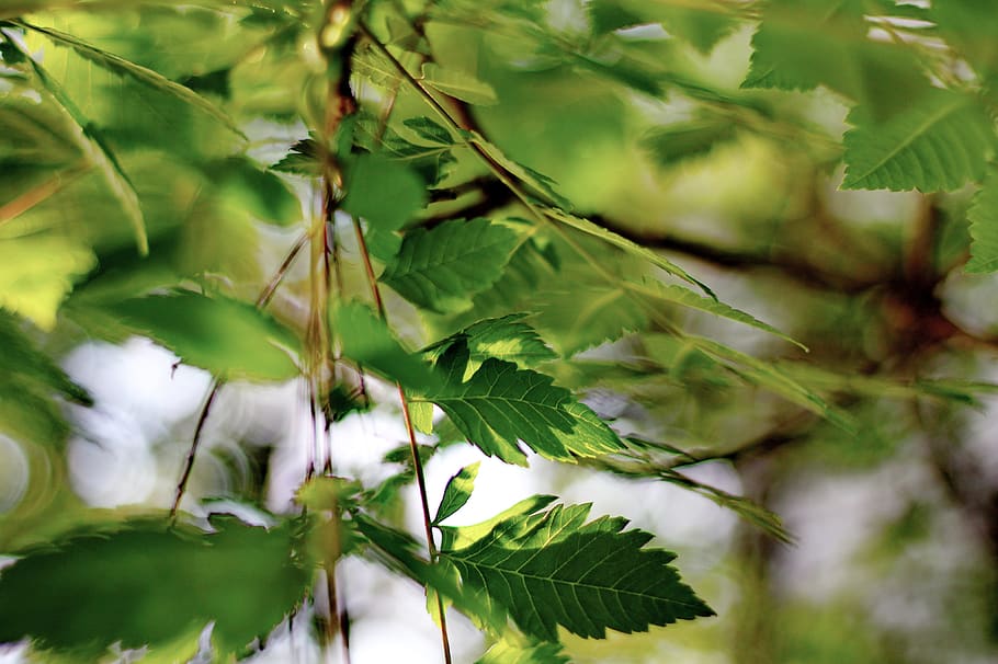 bokeh, leaves, green, tree, summer, nature, plant, leaf, plant part HD wallpaper