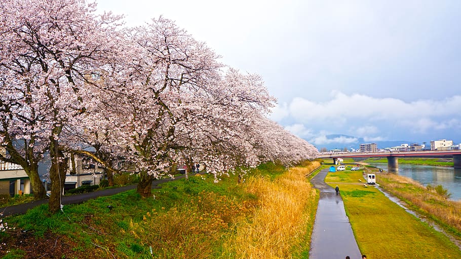 japan, fukui, plant, tree, flower, springtime, flowering plant HD wallpaper