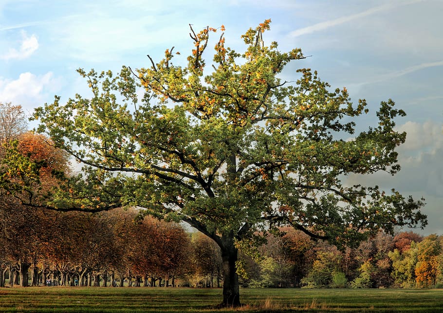 tree, meadow, autumn, landscape, grass, idyllic, sun, plant HD wallpaper