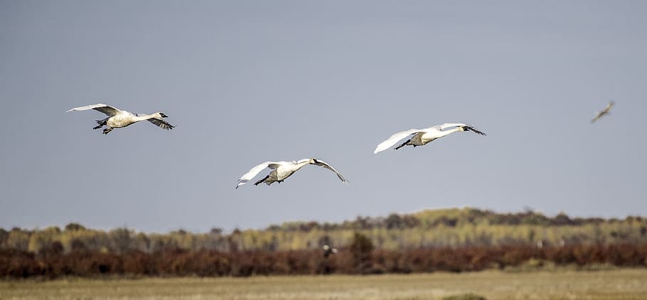 three white birds flying, animal, heron, waterfowl, ardeidae HD wallpaper