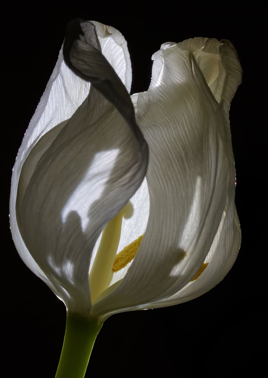 tulip, flower, spring, blossom, bloom, netherlands, flora, plant HD wallpaper