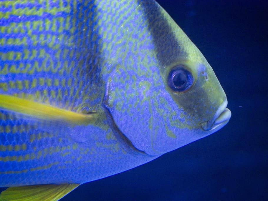 sea life, angelfish, atlanta aquarium, us, Animal, Yellow, Blue, HD wallpaper