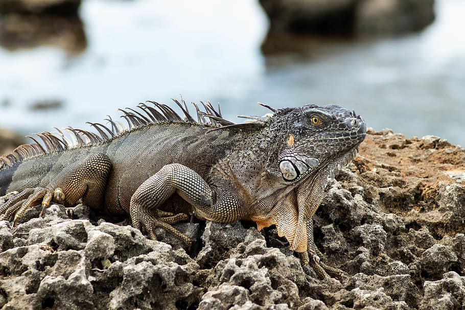 Iguana on Gray Rock, animal, close-up, environment, focus, pet HD wallpaper