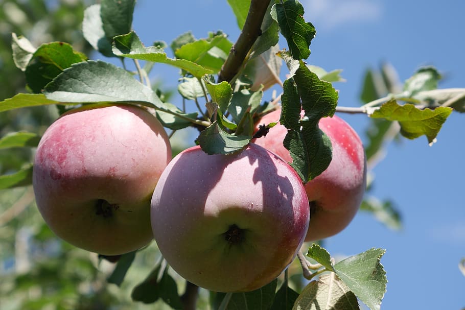 apple tree, fruit, crabapple tree, harvest, the harvest, autumn, HD wallpaper