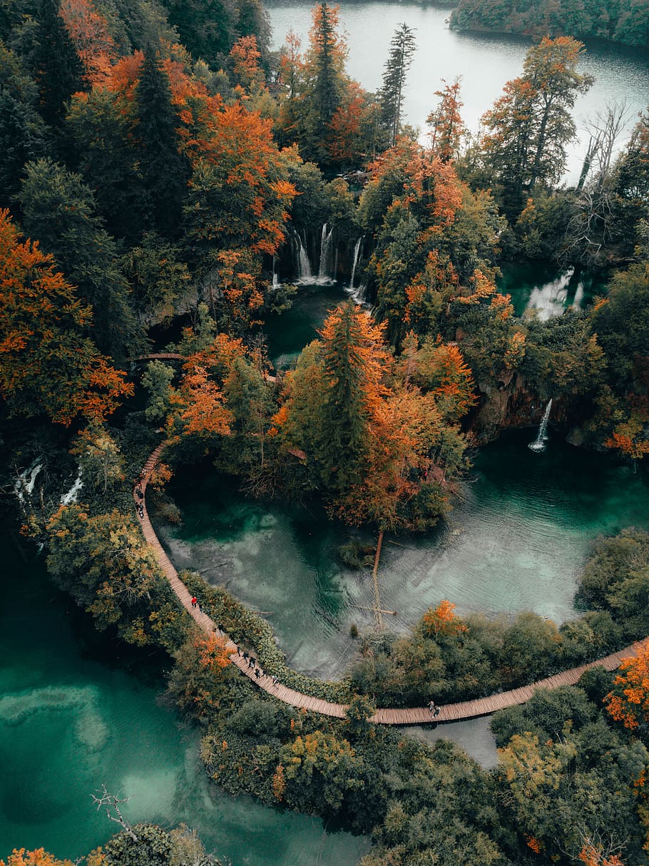 green-colored lakes, tree, plant, water, autumn, beauty in nature HD wallpaper