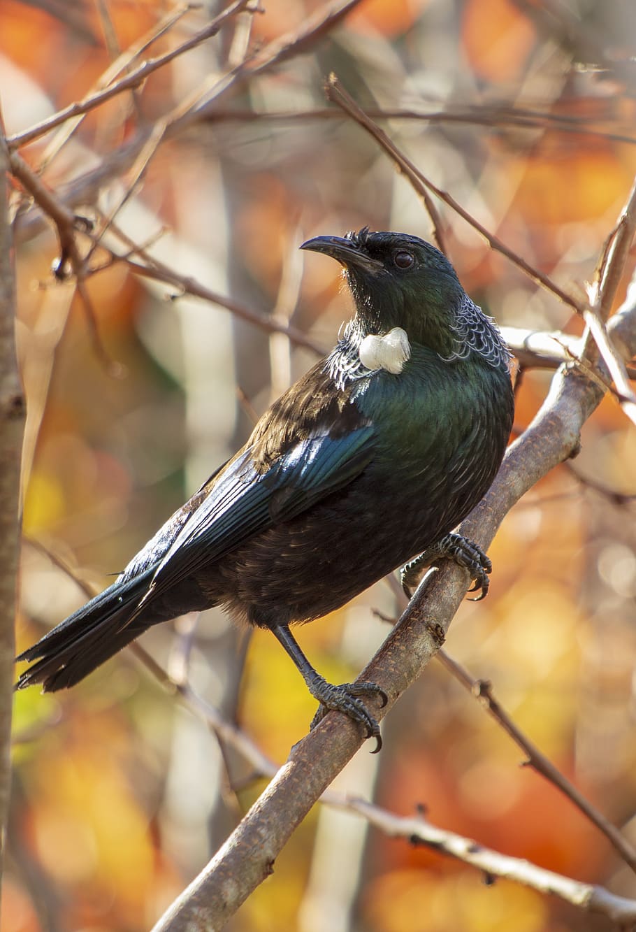 bird, tui, autumn, trees, orange, cute, feathers, vertebrate HD wallpaper