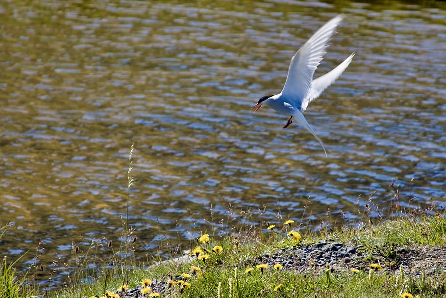 silver tern, bird, water, nature, animal, wing, flying, animal themes HD wallpaper