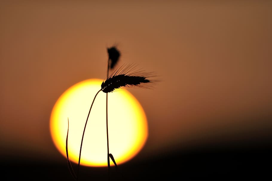 cereals, spike, sun, sunset, sunrise, mood, evening, grain HD wallpaper