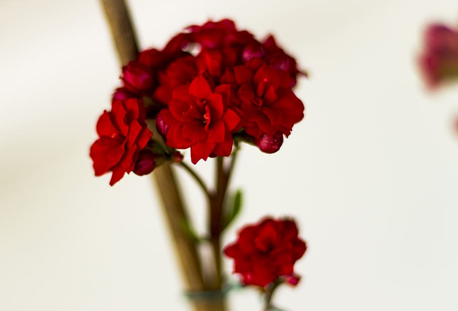 flower, nature, flowers, spring, plant, petals, garden, flora HD wallpaper