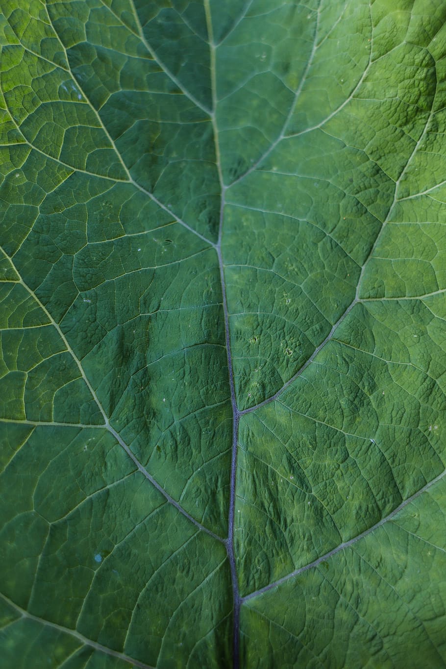 leaf, plant, tree, nature, wild, wilderness, green, plant part HD wallpaper