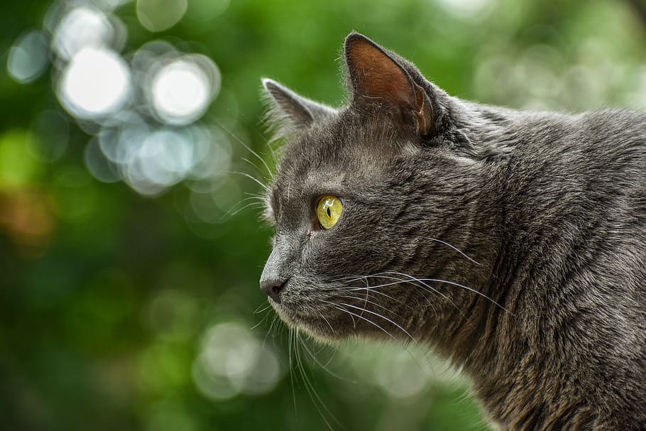 animal, cat, grey, domestic, pets, animal themes, mammal, domestic animals HD wallpaper