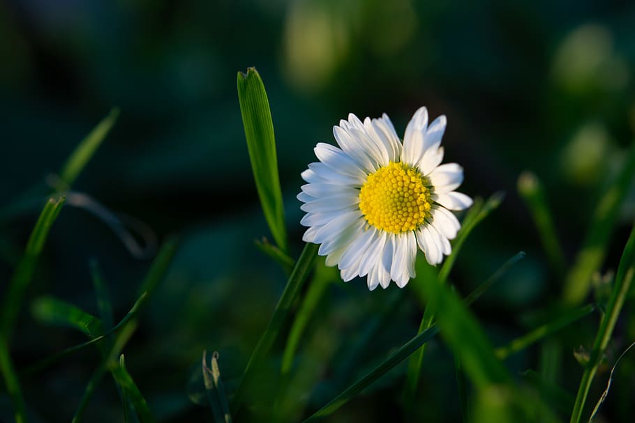 netherlands, amsterdam, flower, flowering plant, freshness HD wallpaper