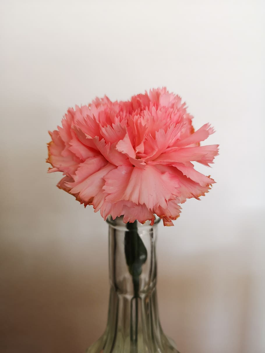 flower, carnation, spring, pink, vase, flower vase, land, elke HD wallpaper