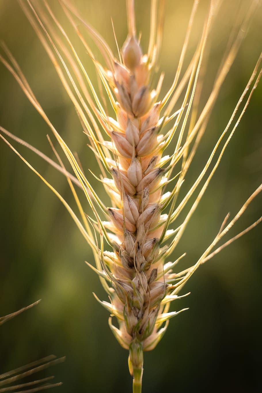 barley, wheat, ear, sun, backlighting, macro, agriculture, nature HD wallpaper