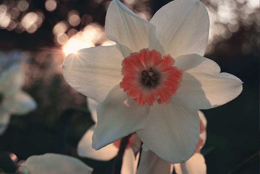 daffodil, nature, petals, sunset, sunrise, flower, flowering plant HD wallpaper