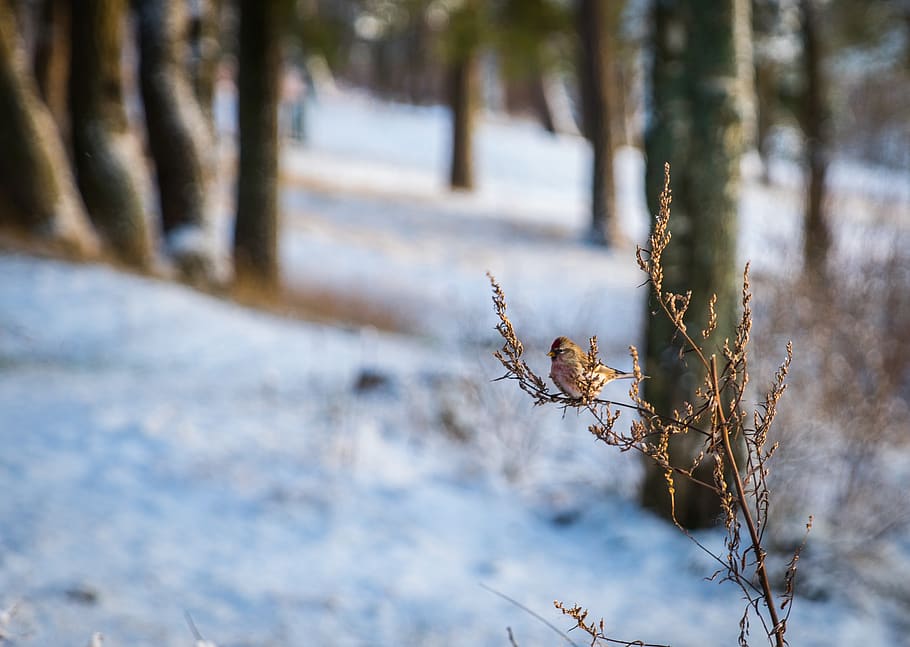 Brown Bird on Brown Branch, animal, blur, cold, forest, frost HD wallpaper