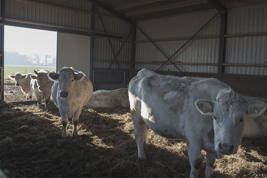 cow, barn, straw, hay, animal, farming, livestock, domestic animals HD wallpaper