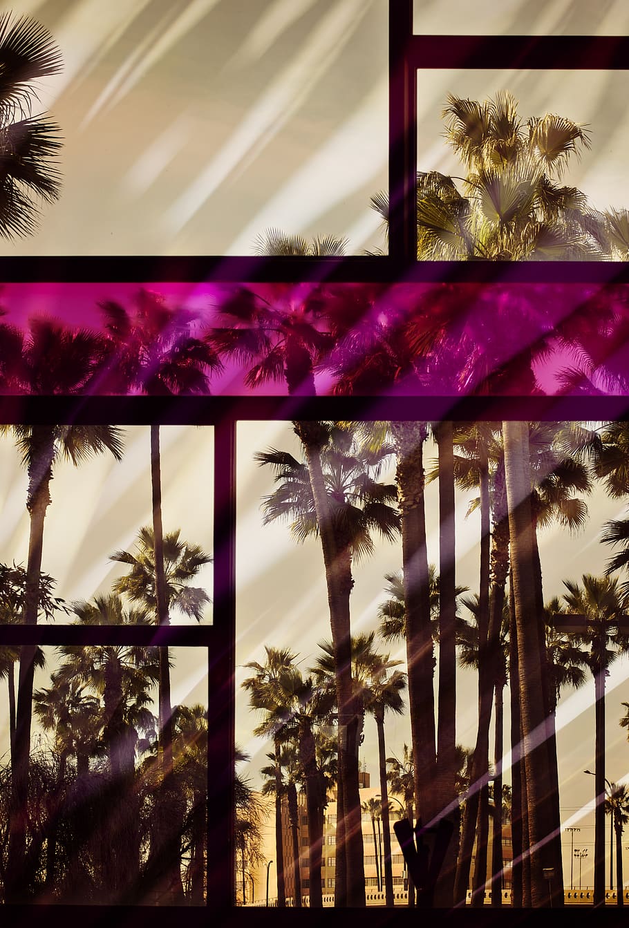 poster, collage, advertisement, plant, tree, usa, long beach, ca HD wallpaper