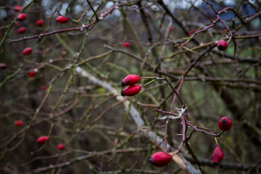 nature, texture, berry, bush, tree, plant, red, fruit, food HD wallpaper