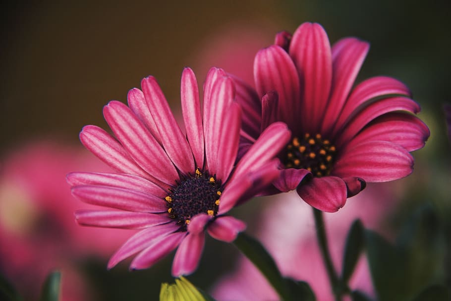 pink flowers, flowering plant, vulnerability, fragility, freshness HD wallpaper
