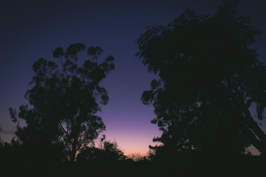 sunset, trees, forest, blue, orange, teal, long exposure, night HD wallpaper