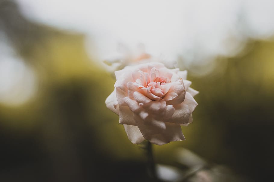 Selective Focus Photo of Pink Rose Flower, beautiful, bloom, blooming HD wallpaper
