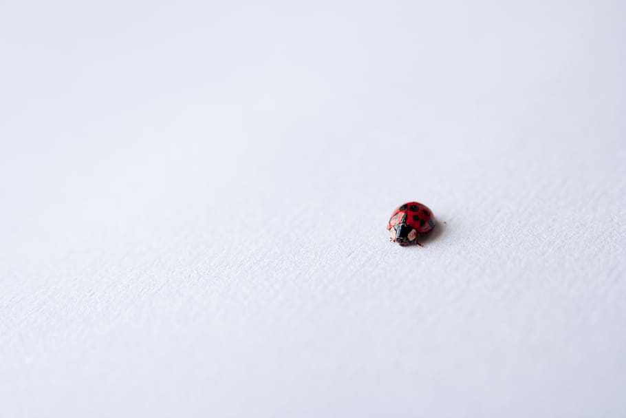 hand, snow, insect, small, ladybug, close up, macro photography HD wallpaper