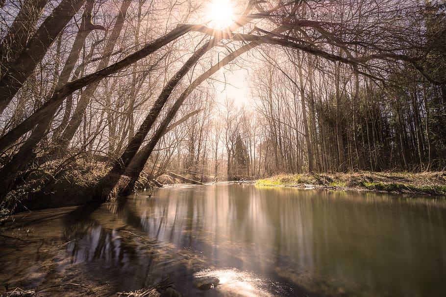 reflection, tree, waters, nature, river, wood, landscape, autumn HD wallpaper